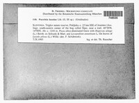 Puccinia luzulae image